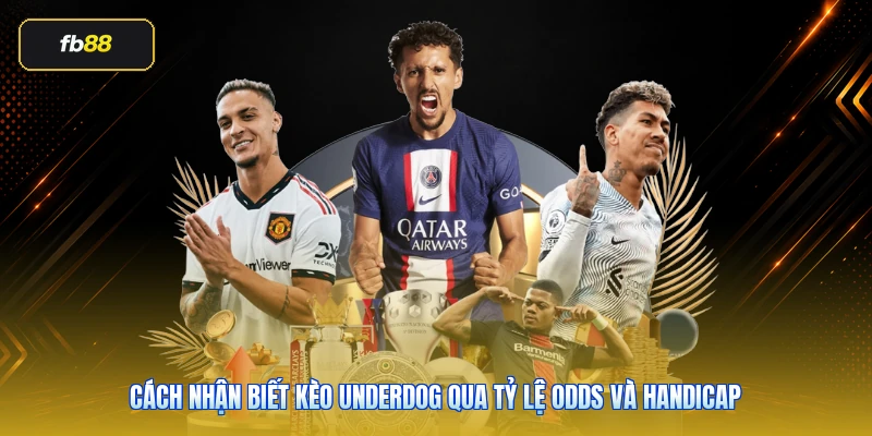 Kèo Underdog Là Gì? Cách Hiểu Cửa Dưới Khi Cá Cược Bóng Đá 3 Cách nhận biết kèo underdog qua tỷ lệ odds và handicap